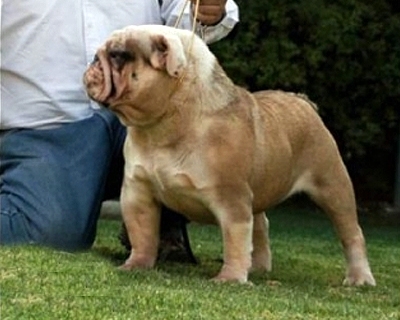 CH.CHI.CH.JOV.CHI. MAGNET FUDDY DE LA PRADERA REAL