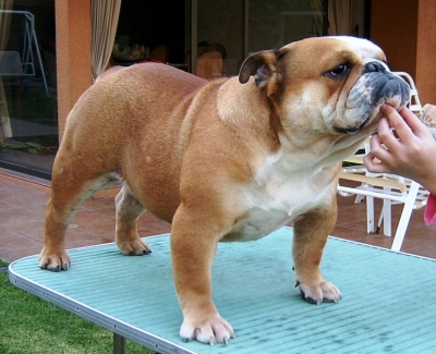 MARTINA