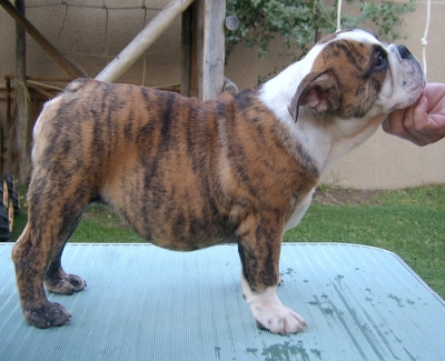 MATILDE