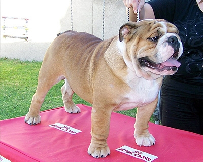 Gallarbull Bomberland Heart